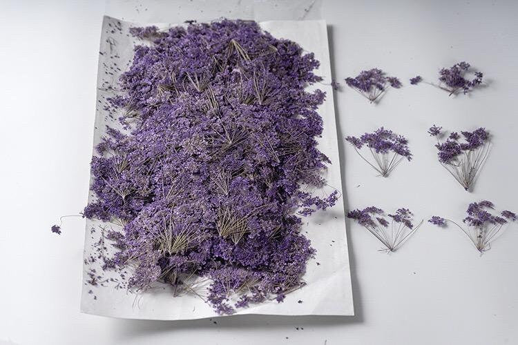 20 PCS Set (5-8CM) Pressed Dried Flower Queen Anne’s Lace Stems, Pressed Purple Flower Stems, Preserved Queen Anne’s Lace, Real Flat Flower