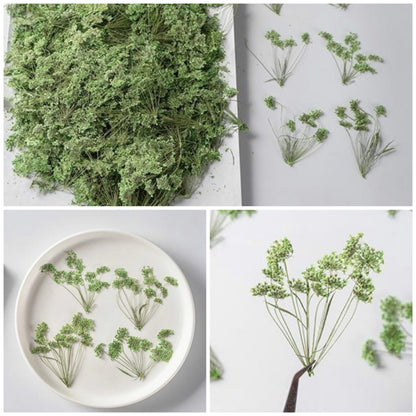 12 PCS Set (5-8CM) Pressed Dried Green Queen Anne’s Lace, Pressed Flat Real Flower Stems, Dried Preserved Light Green Queen Anne’s Lace