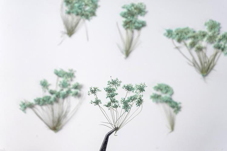 20 PCS Set (5-8CM) Pressed Queen Anne’s Lace Flower, Pressed Blue Flower Stems, flat Dried Queen Anne’s Lace, Preserved real Dried Flower