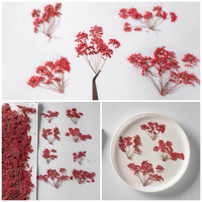 12 PCS Set (5-8CM) Pressed Flower Red Queen Anne’s Lace , Dried Red Flower Stems, Flat Real Queen Anne’s Lace, Preserved Died Flower Stems