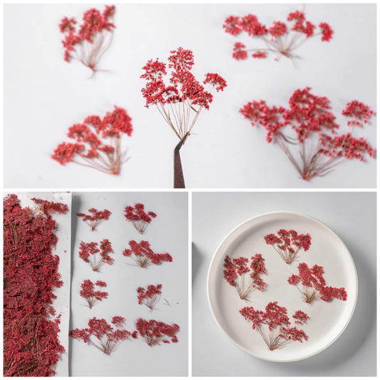 12 PCS Set (5-8CM) Pressed Flower Red Queen Anne’s Lace , Dried Red Flower Stems, Flat Real Queen Anne’s Lace, Preserved Died Flower Stems