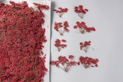 12 PCS Set (5-8CM) Pressed Flower Red Queen Anne’s Lace , Dried Red Flower Stems, Flat Real Queen Anne’s Lace, Preserved Died Flower Stems