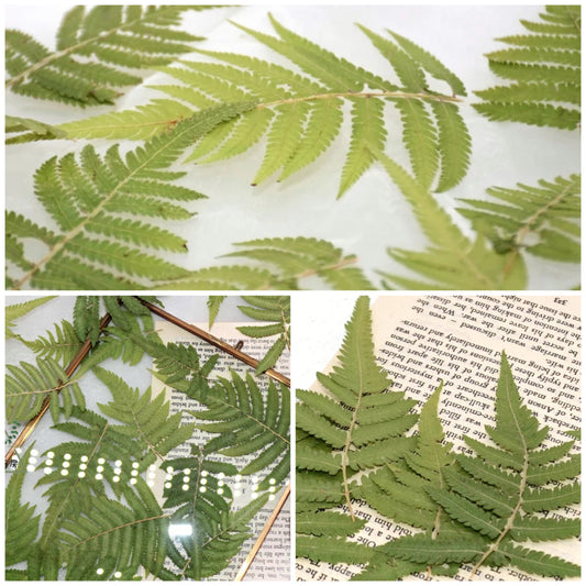 20 PCS Set (5-10CM) Pressed Green Leaves, Real dried Leaves, Preserved Flower Leaves, Preservation Flat Fern Leaves, Pressed Flower Leaves