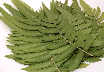 20 PCS Set (5-10CM) Pressed Green Leaves, Real dried Leaves, Preserved Flower Leaves, Preservation Flat Fern Leaves, Pressed Flower Leaves