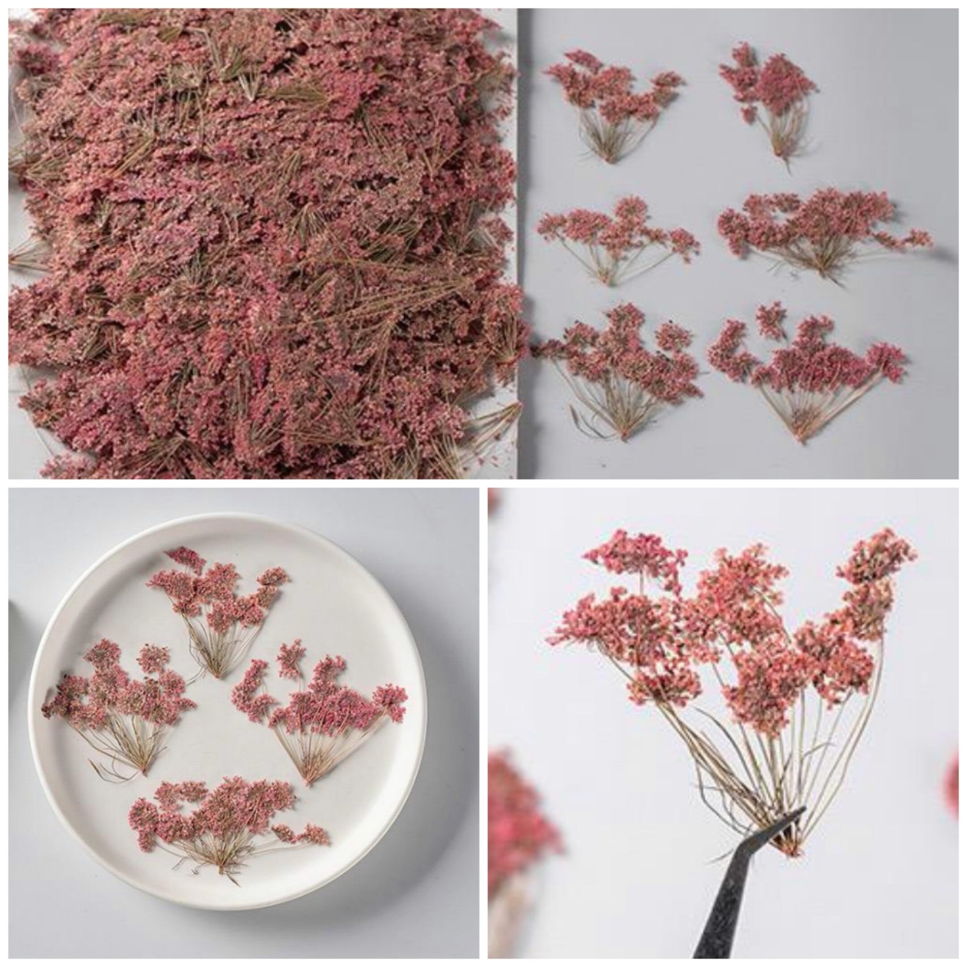 20 PCS Set (5-8CM) Pressed Flower Queen Anne’s Lace , Pressed Pink Flower Stems, Flat Dried Real Queen Anne’s Lace, Preserved Dried Flower