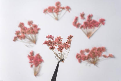 20 PCS Set (5-8CM) Pressed Flower Queen Anne’s Lace , Pressed Pink Flower Stems, Flat Dried Real Queen Anne’s Lace, Preserved Dried Flower