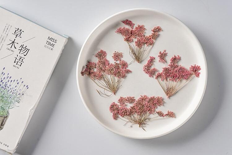 20 PCS Set (5-8CM) Pressed Flower Queen Anne’s Lace , Pressed Pink Flower Stems, Flat Dried Real Queen Anne’s Lace, Preserved Dried Flower