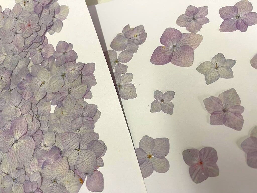 20 PCS Set (2.5-4CM) Pressed Purple Dried Flower, Purple Pressed Hydrangea Flower, Preserved Dried Flowers, Real Purple Flat Dried Flowers