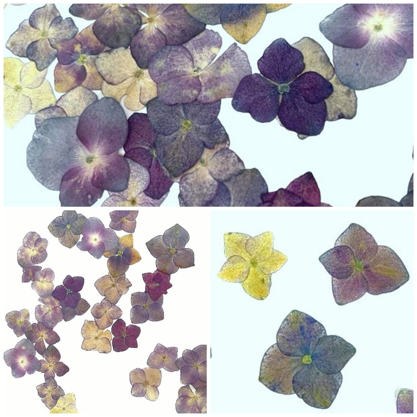 20 PCS Set (2-3.5CM) Natural Dried Pressed Hydrangea Flowers, Real Dried Hydrangea, Preserved Flowers, Pressed Flat Hydrangea Dried Flowers