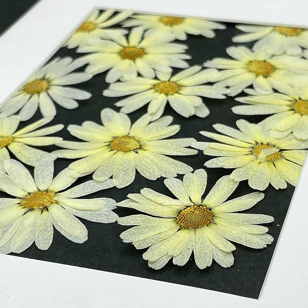 12 PCS Set (4-6CM) Pressed Yellow Flowers, Real Yellow Flowers, Preserved Large Yellow Flowers, Dried Pressed Flower, Yellow Flat Flowers