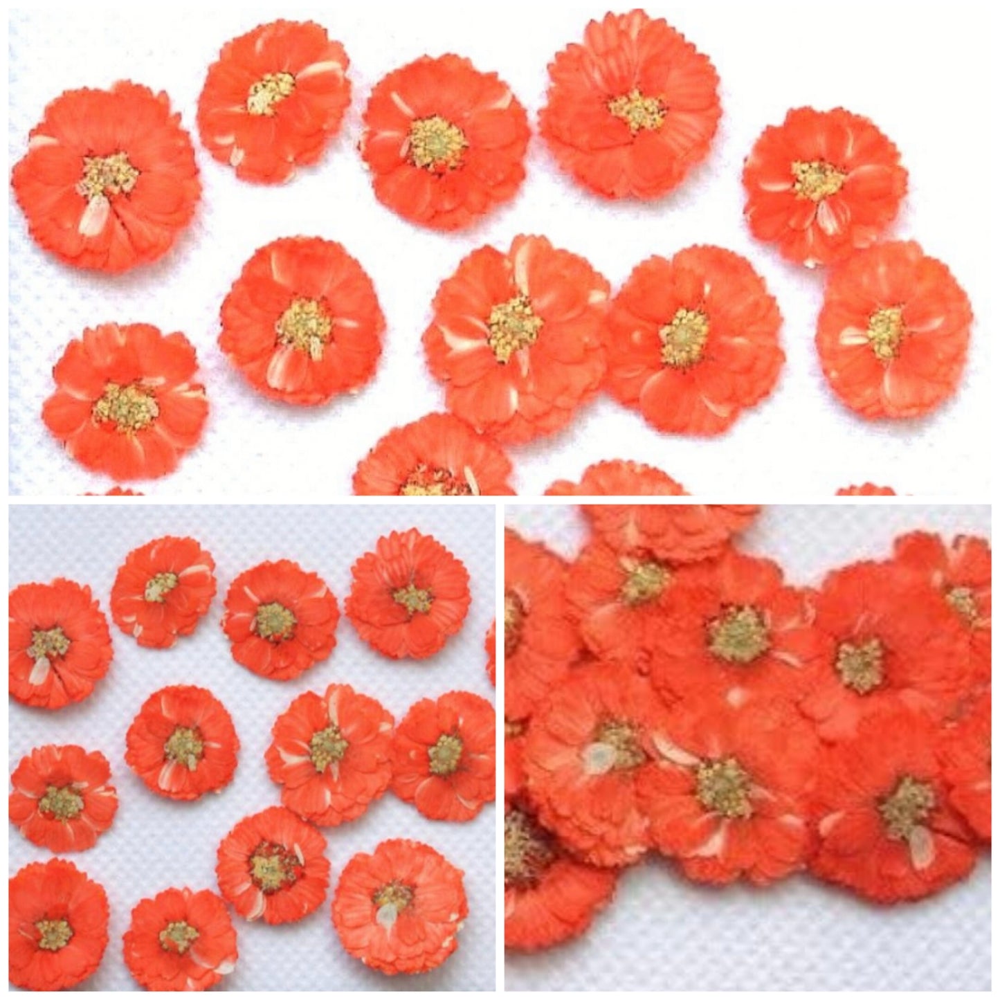 20 PCS/Set (1-1.5cm) Dried Pressed Orange Flower, Preserved Real small Dried Flower, Pressed Dreid Flowers, Pressed Flat orange Dried Flower