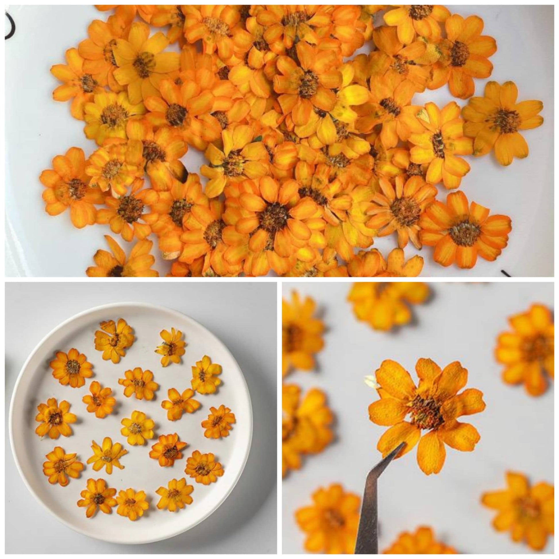 20 PCS/Set (2-3CM) Pressed orange Daisy Flower, Dried Pressed real Flowers, Real Flat Dried Preserved Daisies, real orange Dried flower