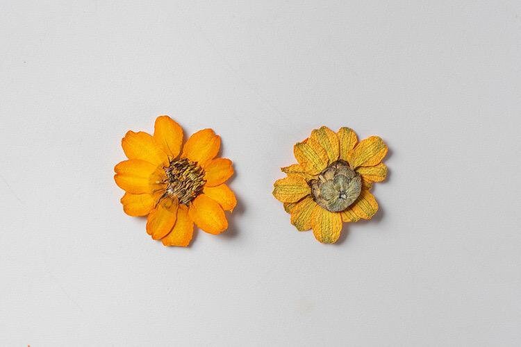 20 PCS/Set (2-3CM) Pressed orange Daisy Flower, Dried Pressed real Flowers, Real Flat Dried Preserved Daisies, real orange Dried flower