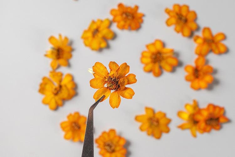 20 PCS/Set (2-3CM) Pressed orange Daisy Flower, Dried Pressed real Flowers, Real Flat Dried Preserved Daisies, real orange Dried flower