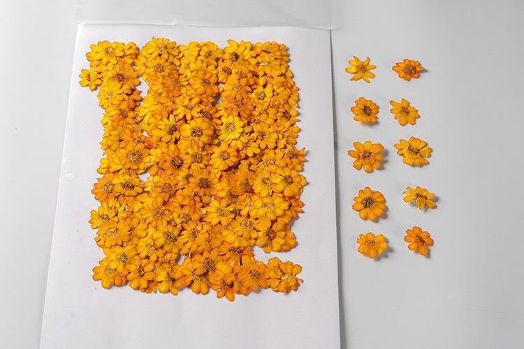 20 PCS/Set (2-3CM) Pressed orange Daisy Flower, Dried Pressed real Flowers, Real Flat Dried Preserved Daisies, real orange Dried flower