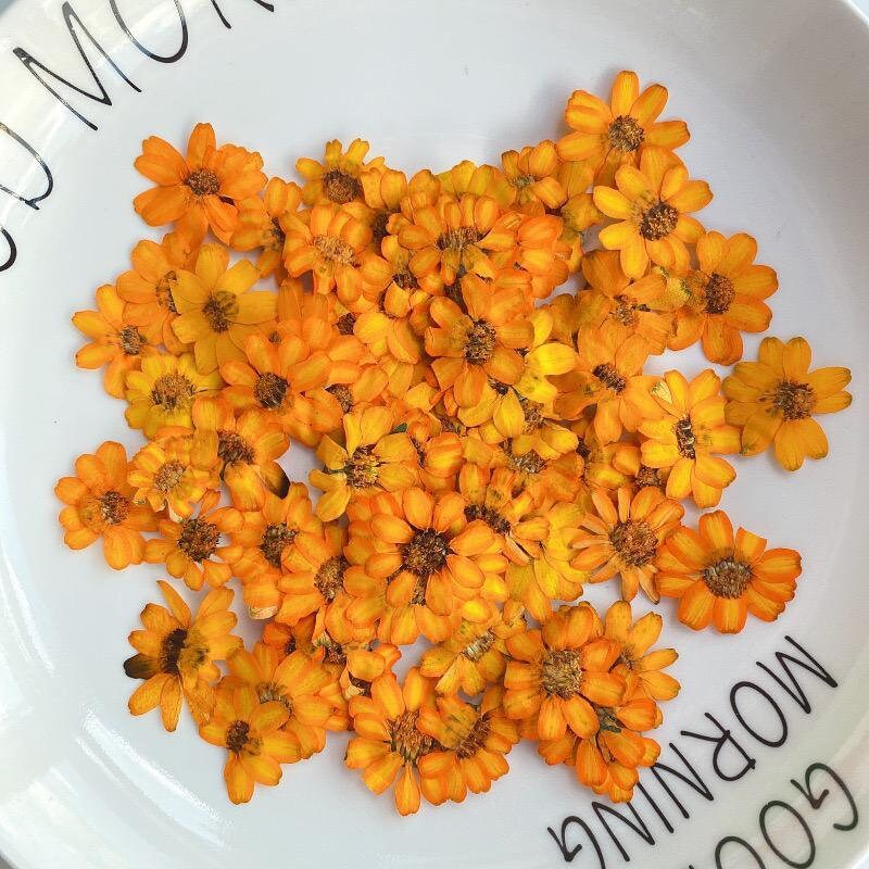 20 PCS/Set (2-3CM) Pressed orange Daisy Flower, Dried Pressed real Flowers, Real Flat Dried Preserved Daisies, real orange Dried flower