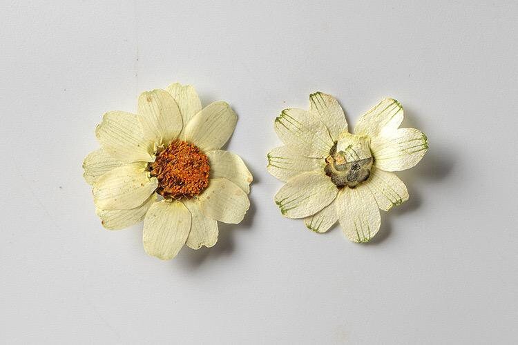 12 PCS/Set (2.5-3.5cm) Pressed Dried Flower, Presed White Flowers, Dried Pressed Flowers, Pressed Flat Flowers, Real White Pressed Flowers