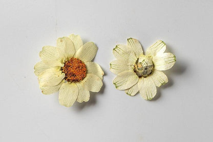 12 PCS/Set (2.5-3.5cm) Pressed Dried Flower, Presed White Flowers, Dried Pressed Flowers, Pressed Flat Flowers, Real White Pressed Flowers