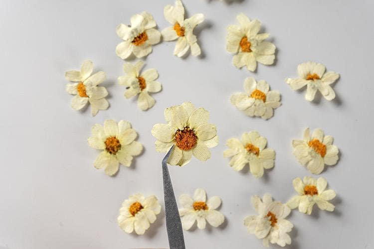 12 PCS/Set (2.5-3.5cm) Pressed Dried Flower, Presed White Flowers, Dried Pressed Flowers, Pressed Flat Flowers, Real White Pressed Flowers