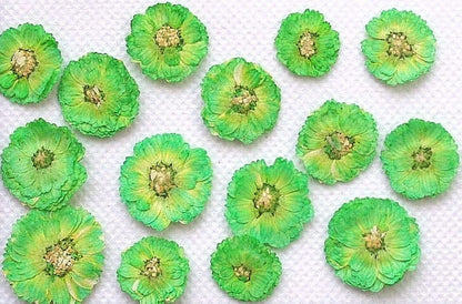 20 PCS (0.5-1CM) Pressed Dried Flower, Green Verbena Flower, Preservation Dried Real Flowers, Pressed flat Flower, Small Flower Preserved