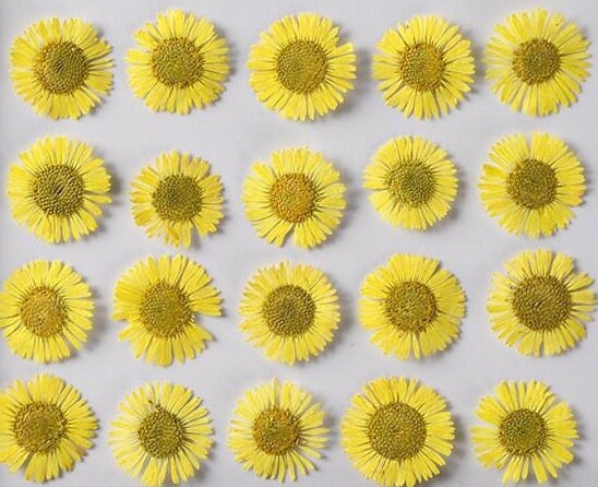 20 PCS Set (0.5-0.8CM) Real Dried Fleabane Yellow Flower, Pressed Dried Flowers, Real Pressed Flat Dried Flower, Preserved Tiny Flowers