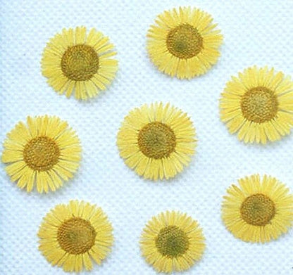 20 PCS Set (0.5-0.8CM) Real Dried Fleabane Yellow Flower, Pressed Dried Flowers, Real Pressed Flat Dried Flower, Preserved Tiny Flowers