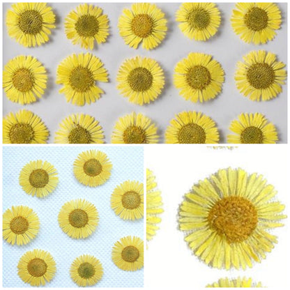 20 PCS Set (0.5-0.8CM) Real Dried Fleabane Yellow Flower, Pressed Dried Flowers, Real Pressed Flat Dried Flower, Preserved Tiny Flowers