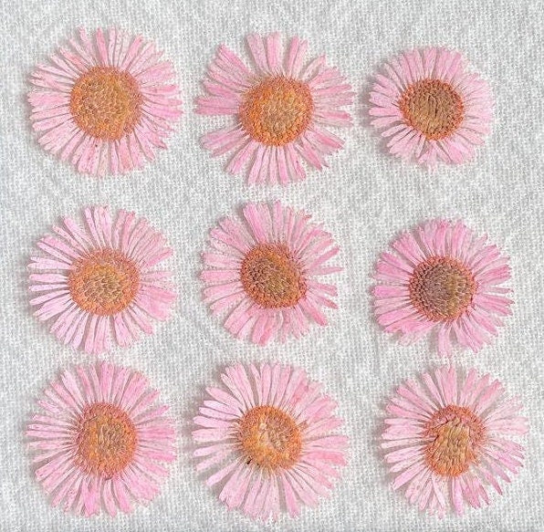 20 PCS Set (1-2CM) Pressed Dried Pink Flowers, Pressed Fleabane Flowers, Small Flat Pressed Pink Flower, Preserved Tiny Dried Pressed Flower