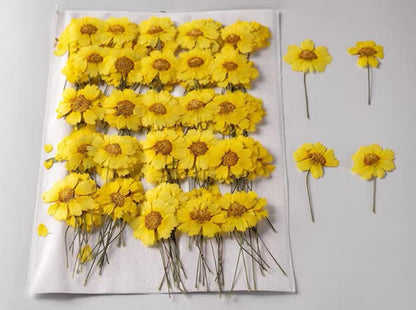 20 PCS Set (4-6CM) Dried Pressed Yellow Daisy Flower Stems, Pressed Yellow Flower Stems, Flat Dried daisy Flowers, Preserved Dried Flower