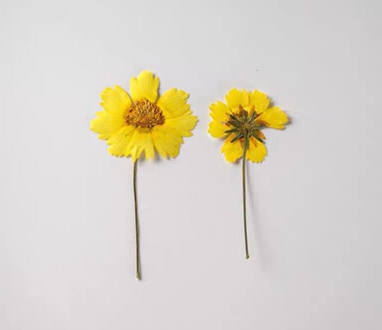 20 PCS Set (4-6CM) Dried Pressed Yellow Daisy Flower Stems, Pressed Yellow Flower Stems, Flat Dried daisy Flowers, Preserved Dried Flower