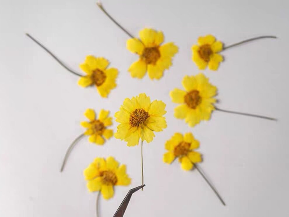 20 PCS Set (4-6CM) Dried Pressed Yellow Daisy Flower Stems, Pressed Yellow Flower Stems, Flat Dried daisy Flowers, Preserved Dried Flower