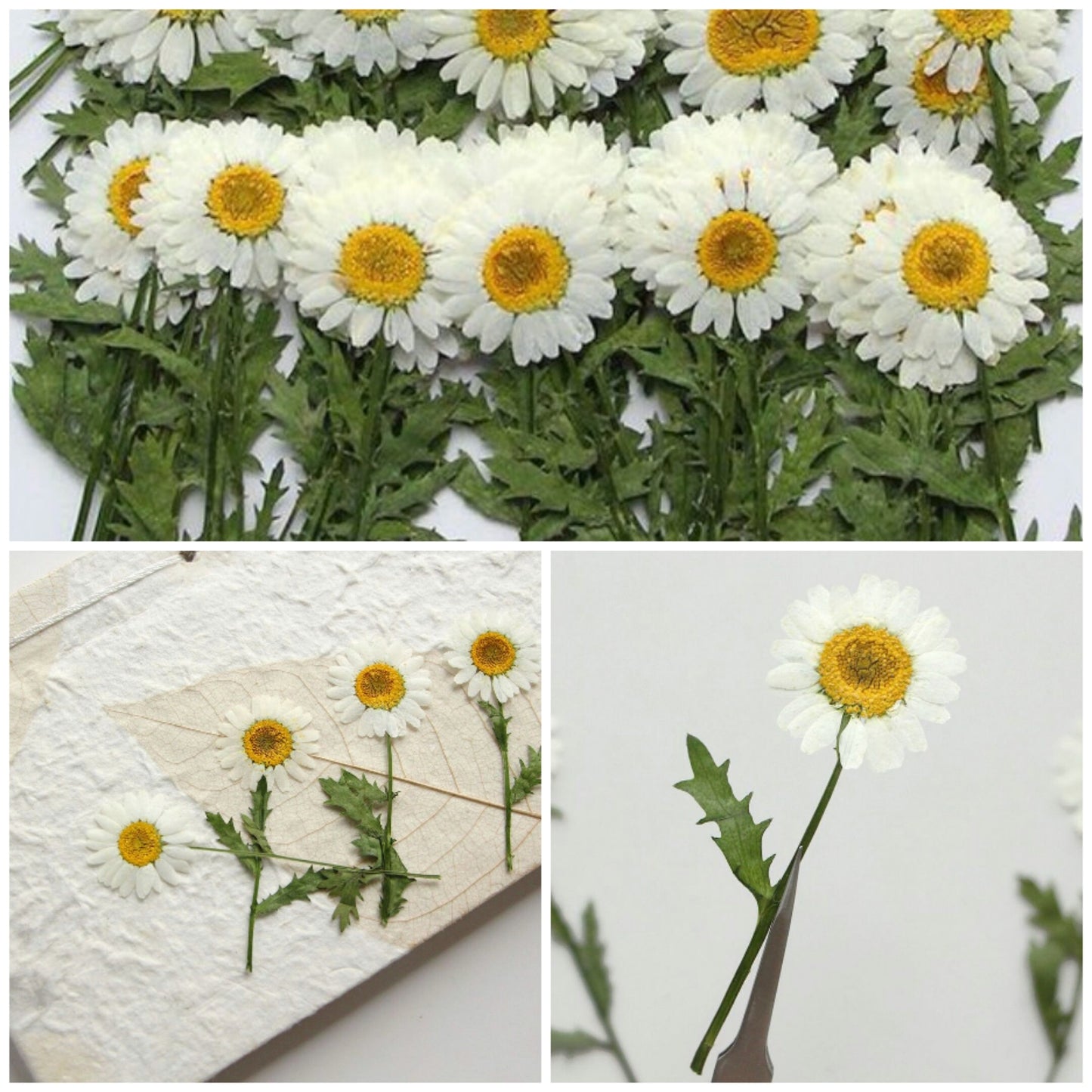 12 PCS Set (5-8CM) Dried Pressed Flowers, Pressed White Daisy Flower Stems, Real White Daisy Dried Flower,Preserved Flat Daisies Flower