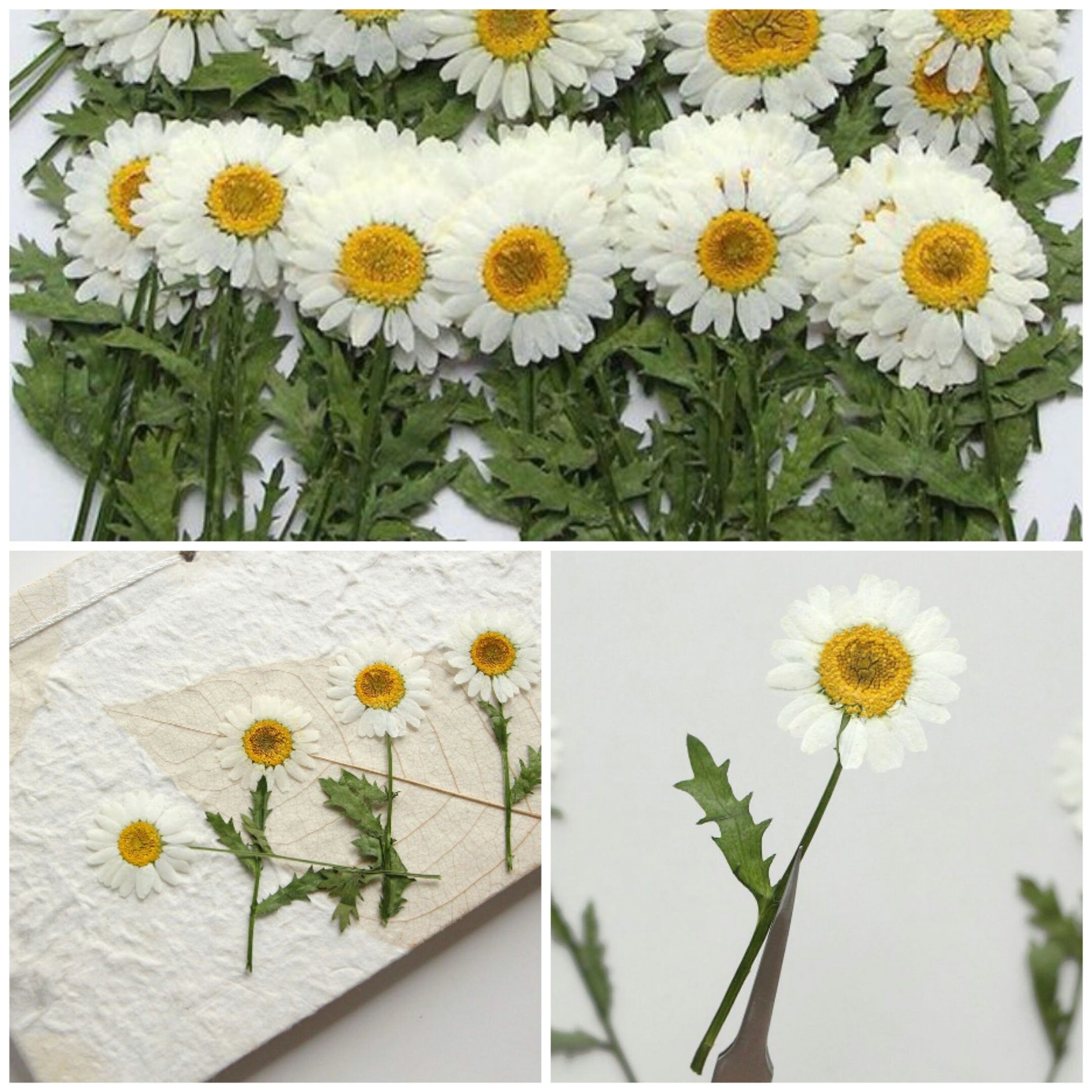 12 PCS Set (5-8CM) Dried Pressed Flowers, Pressed White Daisy Flower Stems, Real White Daisy Dried Flower,Preserved Flat Daisies Flower