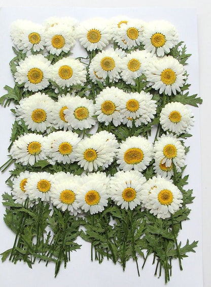 12 PCS Set (5-8CM) Dried Pressed Flowers, Pressed White Daisy Flower Stems, Real White Daisy Dried Flower,Preserved Flat Daisies Flower