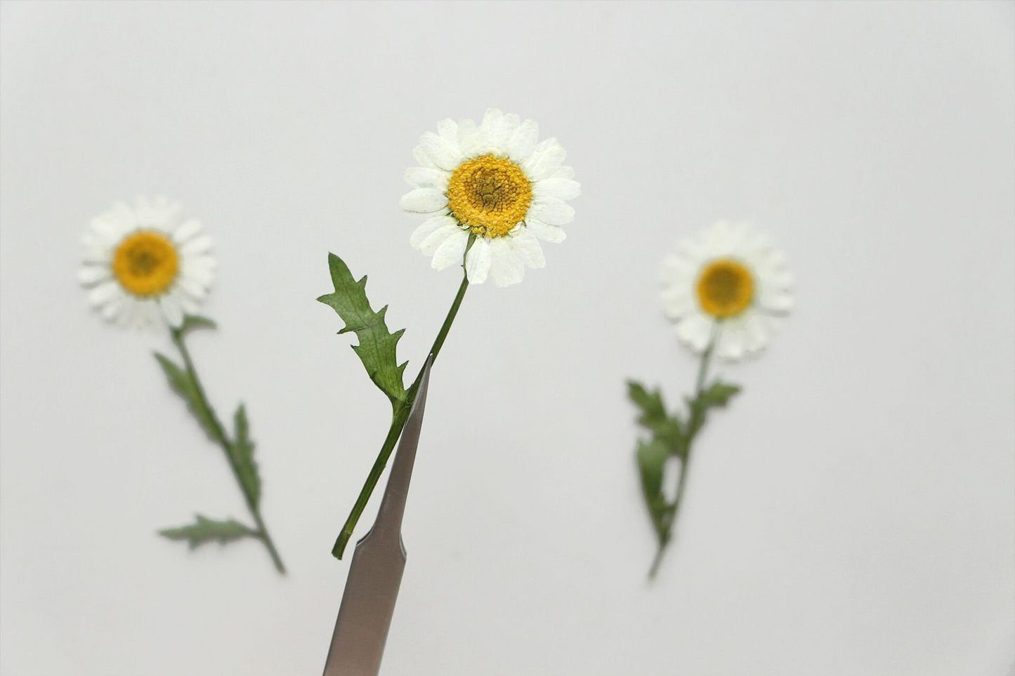 12 PCS Set (5-8CM) Dried Pressed Flowers, Pressed White Daisy Flower Stems, Real White Daisy Dried Flower,Preserved Flat Daisies Flower