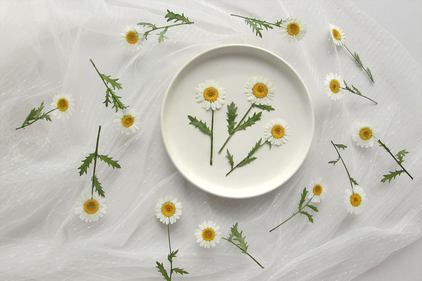 12 PCS Set (5-8CM) Dried Pressed Flowers, Pressed White Daisy Flower Stems, Real White Daisy Dried Flower,Preserved Flat Daisies Flower