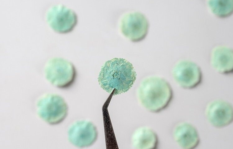 20 PCS Set (1-1.5CM) Dried Pressed Flowers Light Blue Verbena, Natural Pressed Dried Small Flowers, Preserved Real Tiny Pressed Blue Flowers