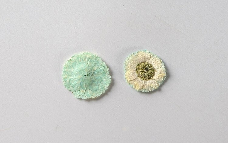 20 PCS Set (1-1.5CM) Dried Pressed Flowers Light Blue Verbena, Natural Pressed Dried Small Flowers, Preserved Real Tiny Pressed Blue Flowers