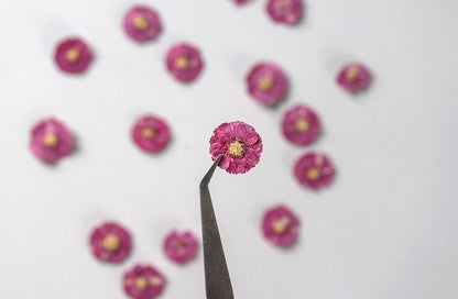 20 PCS Set (1-2CM) Pressed Dried Flowers, Pressed Verbena Flowers, Small Flat Pressed Hot Pink Flower, Preserved Tiny Dried Pressed Flower