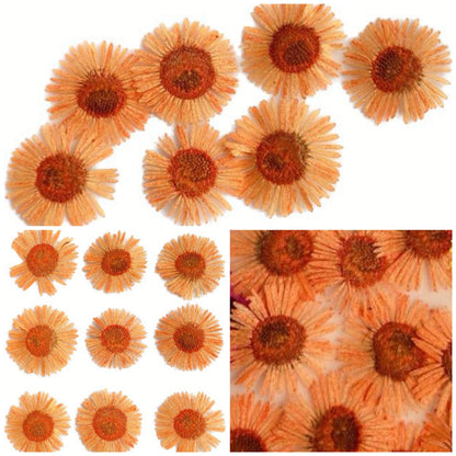 20 PCS/Set (1-1.5cm) Dried Pressed Orange Flower, Preserved Real small Dried Flower, Pressed Dreid Flowers, Pressed Flat Fleabane Flowers