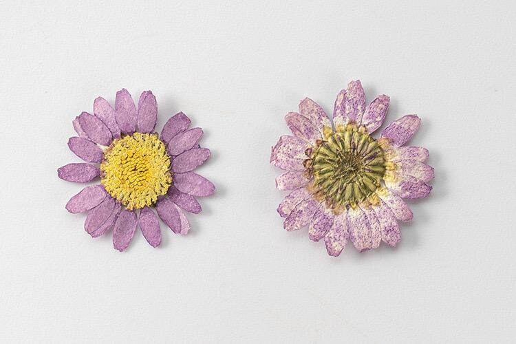 20 PCS Set (2-3CM) Pressed Dried Daisy Flower, Pressed Purple Daisy Flower, Real Dried Flat Pressed Daisies, Preservation daisy Dried Flower