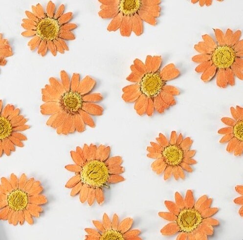 20 PCS/Set (2-3CM) Pressed orange Daisy Flower, Dried Pressed Daisies Flowers, Real Flat Dried Preserved Daisies, real orange Daisy flower