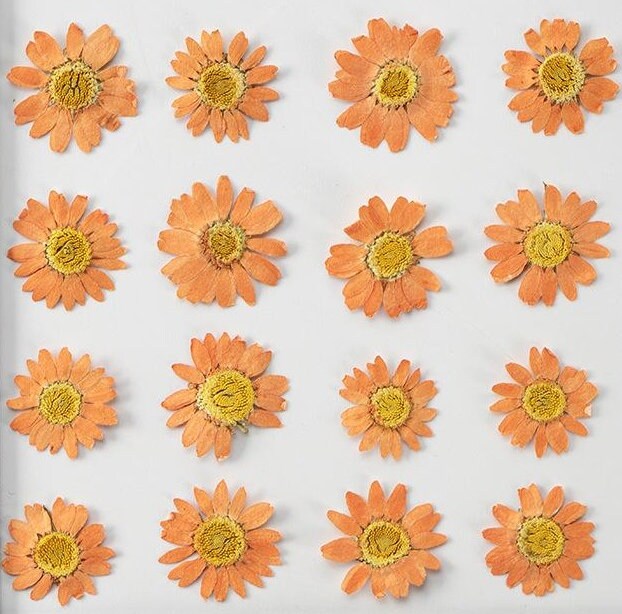 20 PCS/Set (2-3CM) Pressed orange Daisy Flower, Dried Pressed Daisies Flowers, Real Flat Dried Preserved Daisies, real orange Daisy flower