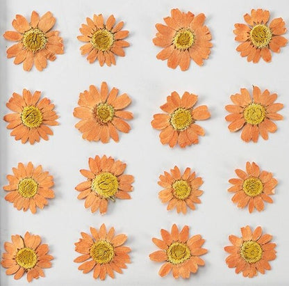 20 PCS/Set (2-3CM) Pressed orange Daisy Flower, Dried Pressed Daisies Flowers, Real Flat Dried Preserved Daisies, real orange Daisy flower