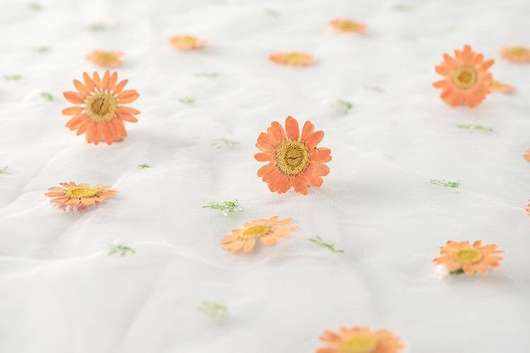 20 PCS/Set (2-3CM) Pressed orange Daisy Flower, Dried Pressed Daisies Flowers, Real Flat Dried Preserved Daisies, real orange Daisy flower