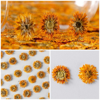 12 PCS/Set (0.5-1cm) Dried Pressed Orange Flower, Preserved Real small Dried Flower, Pressed Dreid Flowers, Tiny Flat Apricot Dried Flower