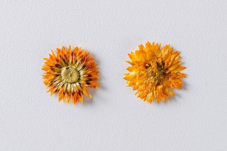 12 PCS/Set (0.5-1cm) Dried Pressed Orange Flower, Preserved Real small Dried Flower, Pressed Dreid Flowers, Tiny Flat Apricot Dried Flower