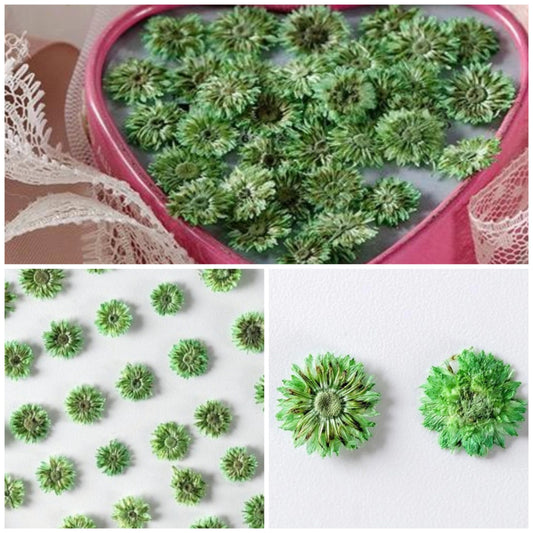 20 PCS Set (0.5CM) Pressed Apricot Flower, Dried Green Tiny Flower, Preservation Real Flowers, Pressed flat Flowers Dried Preserved flower