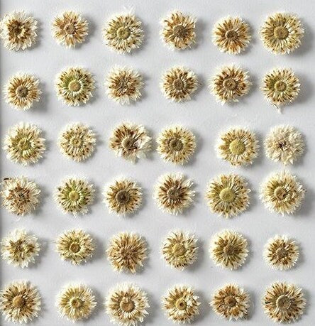 20 PCS Set (1-1.5CM) Pressed Flower, real dried Flower, Ivory White Apricot Flower, Small Preserved Flowers, Tiny White Flower For nails