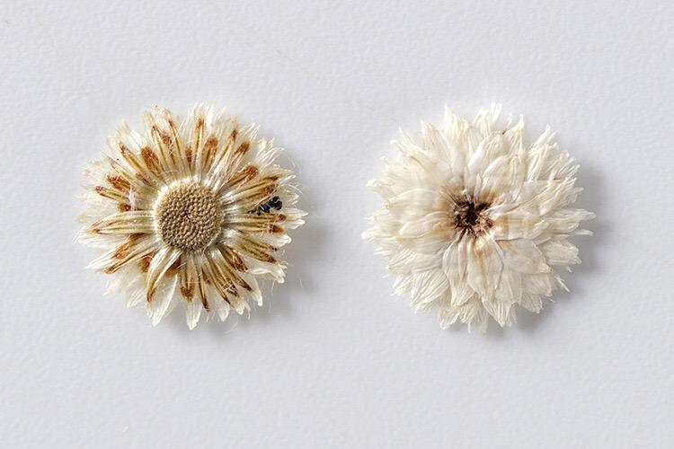 20 PCS Set (1-1.5CM) Pressed Flower, real dried Flower, Ivory White Apricot Flower, Small Preserved Flowers, Tiny White Flower For nails